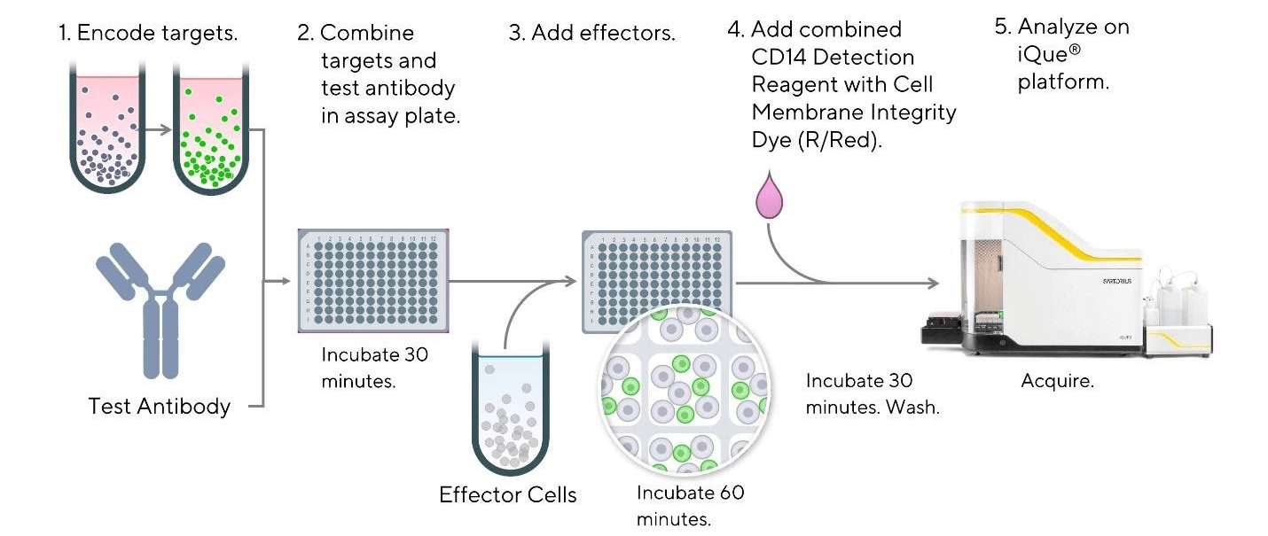 iQue® Human Antibody Dependent Cellular Phagocytosis (ADCP) Kit ...